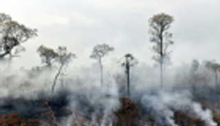 بوليفيا: سيطرنا على الحرائق لكن الحيوانات ماتت