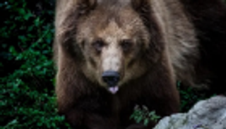 دببة سارقة تفضل أغلى أنواع العسل