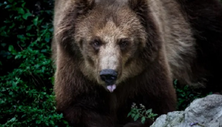 دببة تسرق نحالا تركيا بسبب حبها للعسل