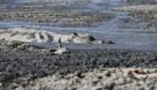 الجفاف يغرق حيوانات بحيرة أفريقية في الوحل