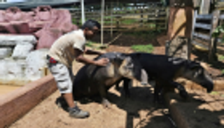 "مزرعة مخدرات" تستقبل حيوانات مهددة بالانقراض