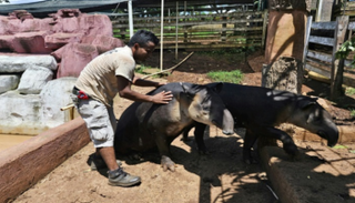 حيوانات تابير مهددة بالانقراض مع تراجع أعدادها بشكل كبير