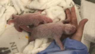 ولادة أول صغيرين لباندا عملاقة بألمانيا.. والصين تنتظرهما