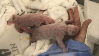 الصغيران يحظيان برعاية كبيرة في الحديقة