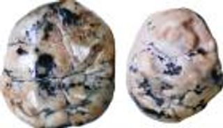 وصلت لـ4 سنوات.. الرضاعة الطبيعية عند أسلافنا أطول