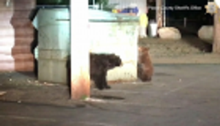 الشرطة تساعد دبة لإنقاذ صغيرها