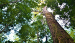 حرائق الأمازون لا تهدد أطول أشجارها