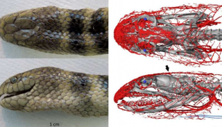 شبكة من الأوعية الدموية بمنطقة الرأس تساعد الثعبان على التنفس