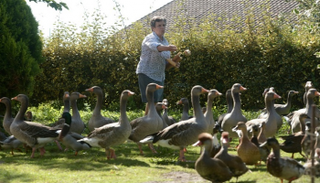  طيور بط في بلدة سوستون الفرنسية