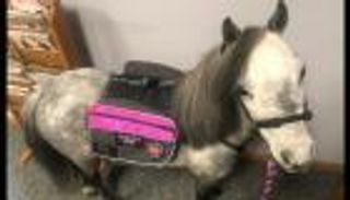 خيول في السماء.. حصان صغير بين ركاب طائرة أمريكية