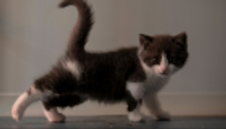 "ثوم" أول قطة صينية مستنسخة