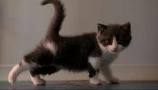 أول قطة مستنسخة في الصين