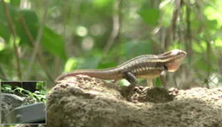 "الروبوت السحلية" يختبر ردود أفعال السحالي