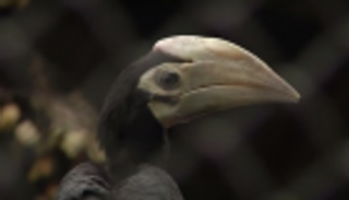 أبو قرن.. طائر نادر يبهج زوار حديقة حيوان بولندية