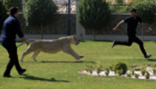 أسد في شوارع العراق.. ومدربه: "ليو" يرى نفسه قطة‎