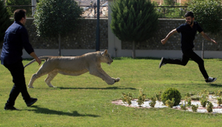 الأسد يلهو في حديقة بيت مأمون