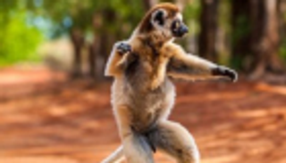 تهديد إضافي لـ"ليمور السيدة بيرت الفأري" 