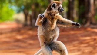  قرد الليمور