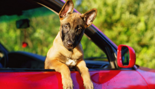 ضريبة على اقتناء الكلاب في إسبانيا - أرشيفية