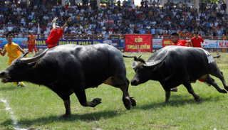 الجاموس يتصارع في أزواج