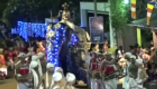 فيلان يثوران في مهرجان سنوي بسريلانكا.. وإصابة 17