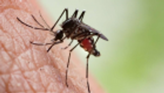 أطباء يتحدّون "الصحة العالمية": القضاء على الملاريا ممكن خلال 30 عاما