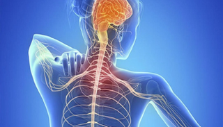 الخلل في إنتاج المايلين يؤدي لمرض التصلب المتعدد