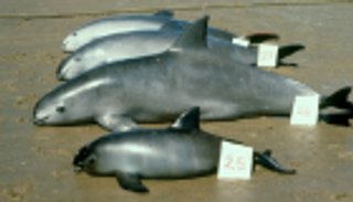 رصد "باندا البحار" المهددة بالانقراض قبالة ساحل المكسيك