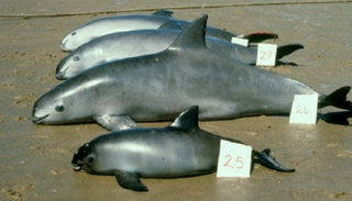  أسماك فاكيتا