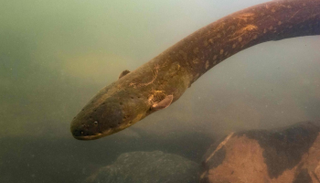 ثعبان البحر الكهربائي يعتمد على الصعق لصيد الفرائس والدفاع عن النفس