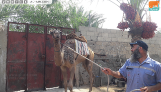 محمد أبو زريقة ورث حب تربية الإبل من والده