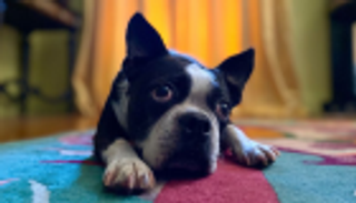 ميزة جديدة في "آيفون 11" للحيوانات الأليفة