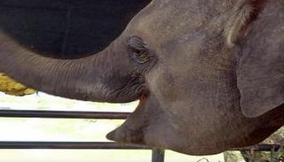 أنثى فيل صغيرة بقدم صناعية