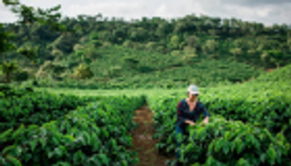 دعم المزارع يدمر البيئة ويهدد المناخ