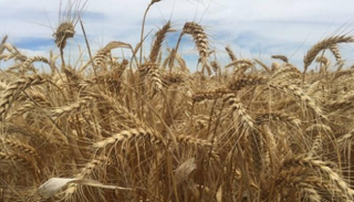 الإمارات والسعودية تقدمان 200 ألف طن من القمح للسودان