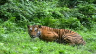 نمر يتنزه على سطح مبنى في فرنسا