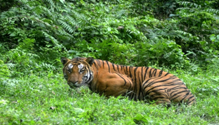 تم تخدير النمر بواسطة مسدس بسهام مخدرة - أرشيفية