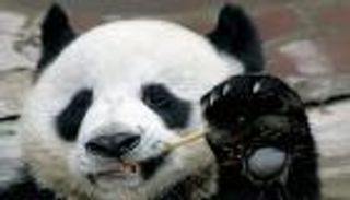 مطالبات صينية بمنع إعارة الدببة بعد نفوق باندا بتايلاند