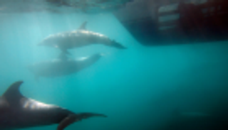 دلافين توقف بطولة فرنسا للدراجات المائية 4 مرات