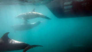 مجموعة من الدلافين توقف بطولة "جت سكي" بفرنسا