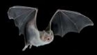 الخفافيش مصاصة الدماء تكشف لغز حاسة الشم