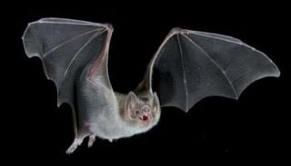 يعتمد الخفاش مصاص الدماء على حاسة الشم لإيجاد فريسته - أرشيفية