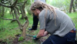 "المقعد الشجرة" بـ10 آلاف إسترليني.. ازرع أثاث بيتك