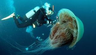 الحجم الهائل لبعض قناديل البحر يمثل تهديدا للصيادين