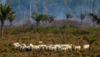 حرائق الأمازون تهدد عالم الموضة