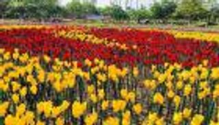 حديقة "التوليب" في الفلبين.. زهور ملونة من مخلفات البلاستيك