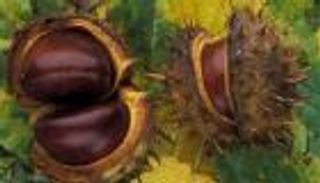 400 نوع من أشجار أوروبا مهددة بالانقراض 