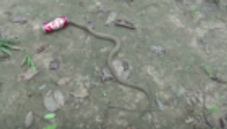 "كوبرا" في مأزق.. علق رأسها داخل علبة