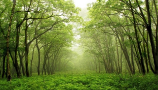 غابة جهانكا مانكا، أضخم غابة صنعها الإنسان في العالم