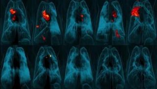 صورة تكشف غياب أي علامات مرضية في رئة قرد تلقى اللقاح عبر الوريد 